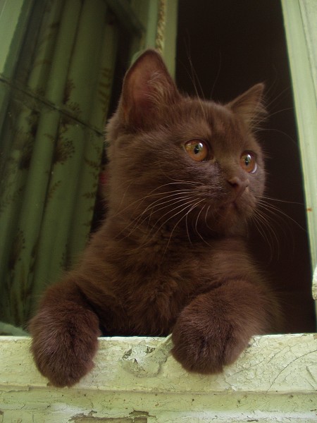 brown-kitty.jpg